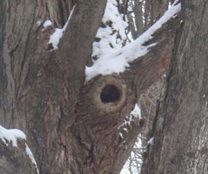 TREE HOLE300